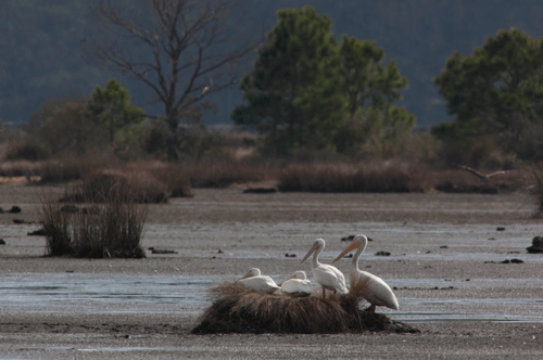 Bear Island South Carolina